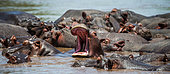 Hippo (Hippopotamus amphíbius) in water with wide open mouth. Serengeti National Park. Tanzania.