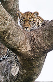Portrait of a leopard (Panthera pardus pardus) on a tree. Close-up. Classical picture. National Park. Kenya. Tanzania. Maasai Mara. Serengeti.