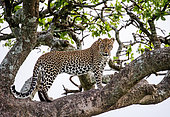 Leopard (Panthera pardus pardus) on a tree. National Park. Kenya. Tanzania. Maasai Mara. Serengeti.