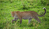 Leopard (Panthera pardus pardus) in the savannah. National Park. Maasai Mara. Serengeti. Kenya. Tanzania.