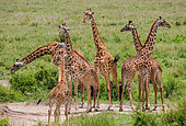 Group of giraffes (Giraffa camelopardalis tippelskirchi) in savannah. Serengeti National Park. Tanzania