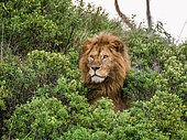 Portrait de Lion (Panthera leo) mâle dans l'herbe, Parc national du Serengeti, Tanzanie.