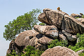 Big male lion (Panthera leo) on a big rock. Serengeti National Park. Tanzania.