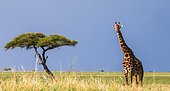 Giraffe (Giraffa camelopardalis tippelskirchi) is standing in the savannah. Serengeti National Park. Tanzania.