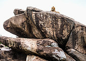 Big male lion (Panthera leo) on a big rock. Serengeti National Park. Tanzania.