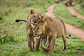 Two lionesses (Panthera leo) are walking along the road in the Serengeti National Park. Tanzania