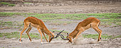 Two males of the impala (Aepyceros melampus) antelope are fighting each other. Serengeti National Park. Tanzania.