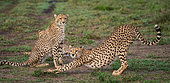 Two cheetah (Acinonyx jubatus) in the savanna. National Park. Serengeti. Maasai Mara. Kenya. Tanzania.