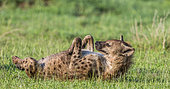 Hyena (Crocuta crocuta) is lying in the grass in the Serengeti National Park. Tanzania.