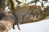 Leopard (Panthera pardus pardus) is lying on a tree. National Park. Kenya. Tanzania. Maasai Mara. Serengeti.