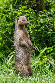 Mongoose (Mungos mungo) is standing on its hind legs in the grass in the Serengeti National Park. Tanzania.