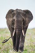 Big elephant (Loxodonta africana) in the savannah. Serengeti National Park. Tanzania