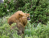 Big male lion (Panthera leo) is yawning in the grass. Serengeti National Park. Tanzania.