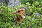 Big male lion (Panthera leo) in the grass. Serengeti National Park. Tanzania.