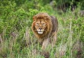 Big male lion (Panthera leo) in the grass. Serengeti National Park. Tanzania.