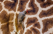 Piqueboeuf à bec rouge (Buphagus erythrorhynchus) cherchant des parasites sur une Girafe masaï (Giraffa camelopardalis tippelskirchi), Parc national du Serengeti, Tanzanie.