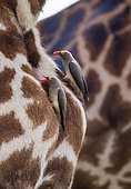 Red-billed Oxpeckers (Buphagus erythrorhynchus) is sitting on the giraffe's skin. Serengeti National Park. Kenya. Tanzania.