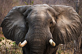 Portrait of the elephant (Loxodonta africana) close-up. Zambia. Lower Zambezi National Park.