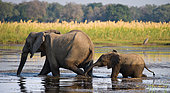 African Elephant (Loxodonta africana) with baby are crossing the river Zambezi. Lower Zambezi National Park. Zambia.