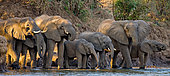 Group of elephants (Loxodonta africana) are standing near the water. Zambia. Lower Zambezi National Park. Zambezi River.