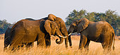 Three elephants (Loxodonta africana) are playing with each other. Lower Zambezi National Park. Zambezi River. Zambia