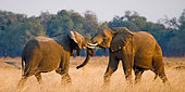 Two elephants (Loxodonta africana) are playing with each other. Lower Zambezi National Park. Zambezi River. Zambia