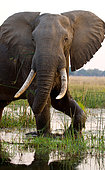 African Elephant (Loxodonta africana) is in the water. Zambia. Lower Zambezi National Park. Zambezi River..