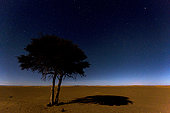 Acacia at night, Merzouga, Morocco, Sahara desert
