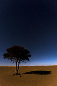 Acacia at night, Merzouga, Morocco, Sahara desert