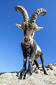 Iberian ibex (Capra pyrenaica) male, Guadarrama National Park, Spain