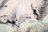 Iberian ibex (Capra pyrenaica) males fighting on rock, Guadarrama National Park, Spain