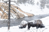Bison d'Amérique (Bison bison) en hiver près de Old faithfull, parc national de Yellowstone, USA