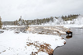 American Bison (Bison bison) in winter near old faithfull, Yellowstone National park, USA