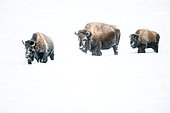 American Bison (Bison bison) in snow in winter, Yellowstone National park, USA