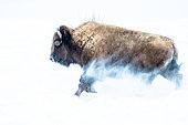 American Bison (Bison bison) walking in snow in winter, Yellowstone National park, USA