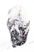 American Bison (Bison bison) in snow in winter, Yellowstone National park, USA