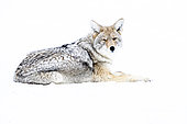 Coyote (Canis latrans) lying in snow, Yellowstone National park, USA