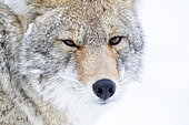 Portrait of Coyote (Canis latrans) in snow, Yellowstone National park, USA