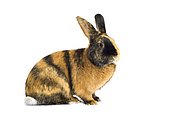 Harlequin rabbit or Japanese rabbit, colorful