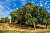 Menhir statues in the plain in front of a 1200 year old olive tree, Filitosa archaeological site, Corsica, Filitosa, Corsica, France, Europe