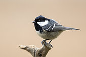 Coal Tit (Periparus ater) on a branch, Bialowieza, Poland