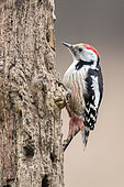 Middle Spotted Woodpecker (Leiopicus medius) on a trunk, Bialowieza, Poland