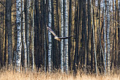 White-tailed Eagle (Haliaeetus albicilla) in flight, Bialowieza, Poland