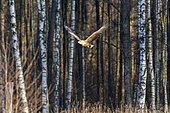 White-tailed Eagle (Haliaeetus albicilla) in flight, Bialowieza, Poland