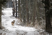 Eurasian wolf (Canis lupus lupus) on a forest track, Bialowieza, Poland