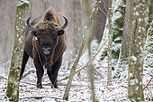 European bison, Bison bonasus) in forest in winter, Bialowieza, Poland