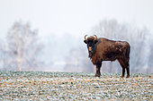 European bison (Bison bonasus) in winter, Bialowieza, Poland