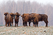 European bison (Bison bonasus) group in winter, Bialowieza, Poland