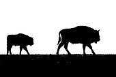 European bison (Bison bonasus) with calf, Bialowieza, Poland