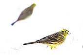 Yellowhammer (Emberiza citrinella) on snow, Bialowieza, Poland